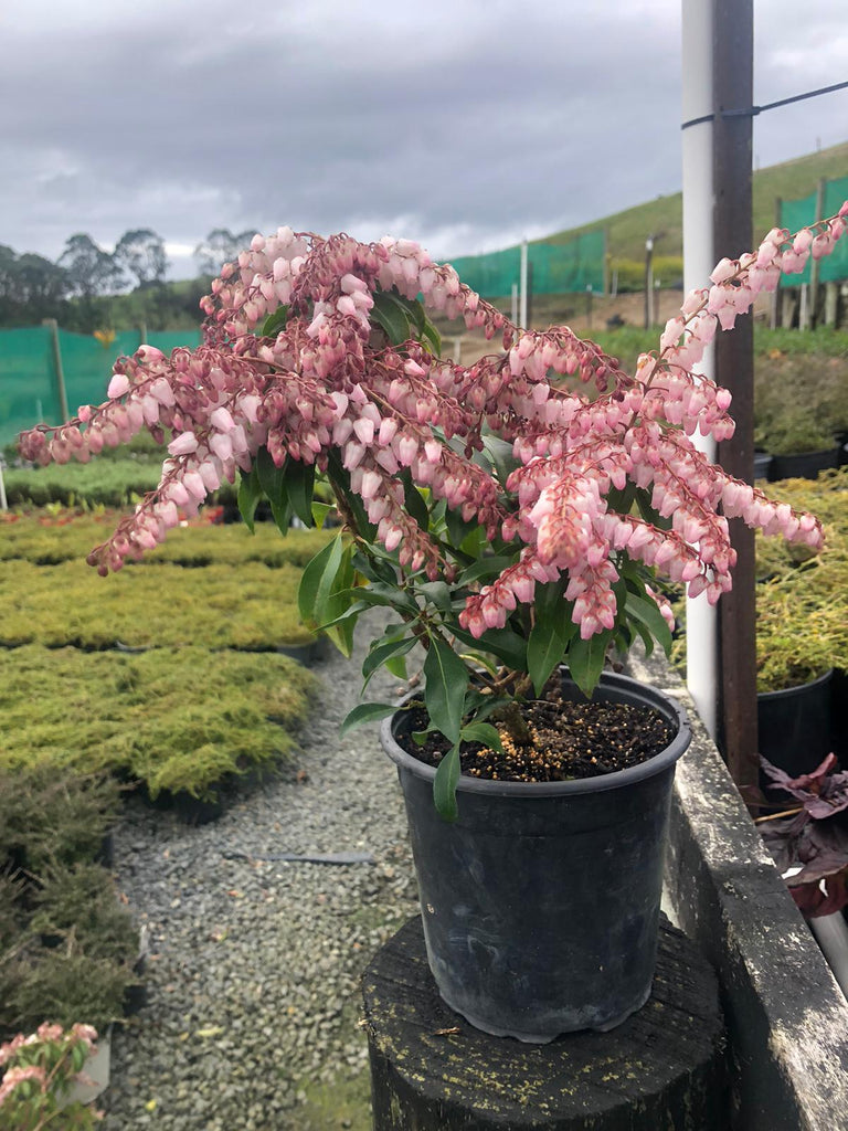 Pieris 'Christmas Cheer': Adding Year-Round Beauty to Your Garden