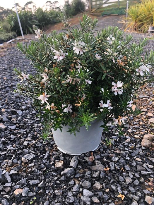 🌿 Westringia ‘Low Horizon’: The Perfect Low-Maintenance Shrub for Your Garden! 🌿