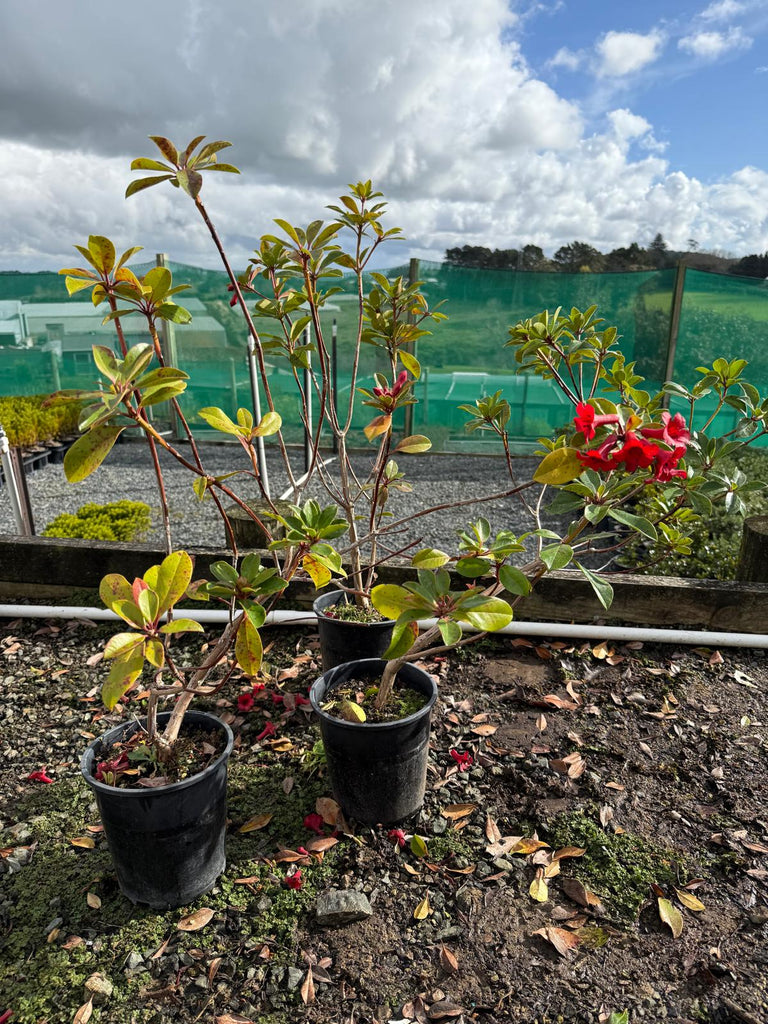 🌺 Fall in Love with Vireya ‘Red Mountain’ – A Tropical Gem for Your Garden