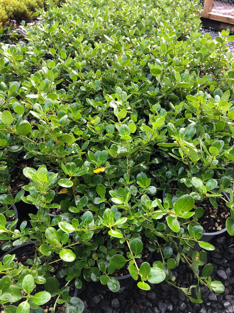 🌿 Coastal Charm: Meet Coprosma 'Poor Knights' 🌿