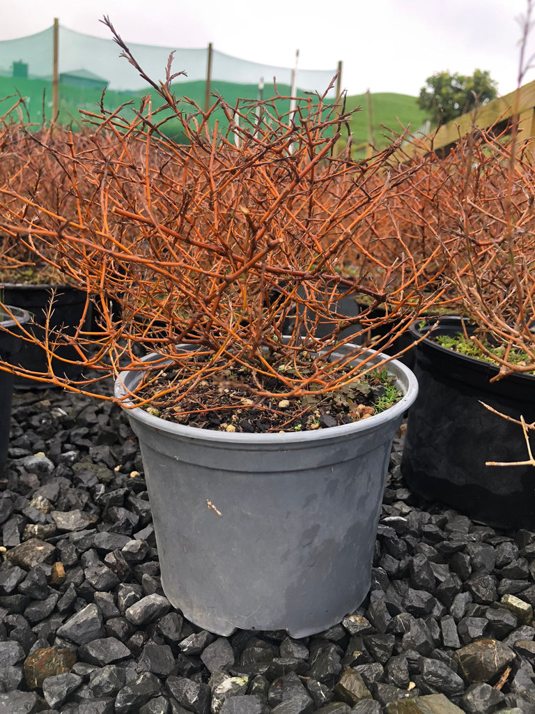 🌟 Add a Pop of Color with Coprosma 'Red Rocks' 🌟