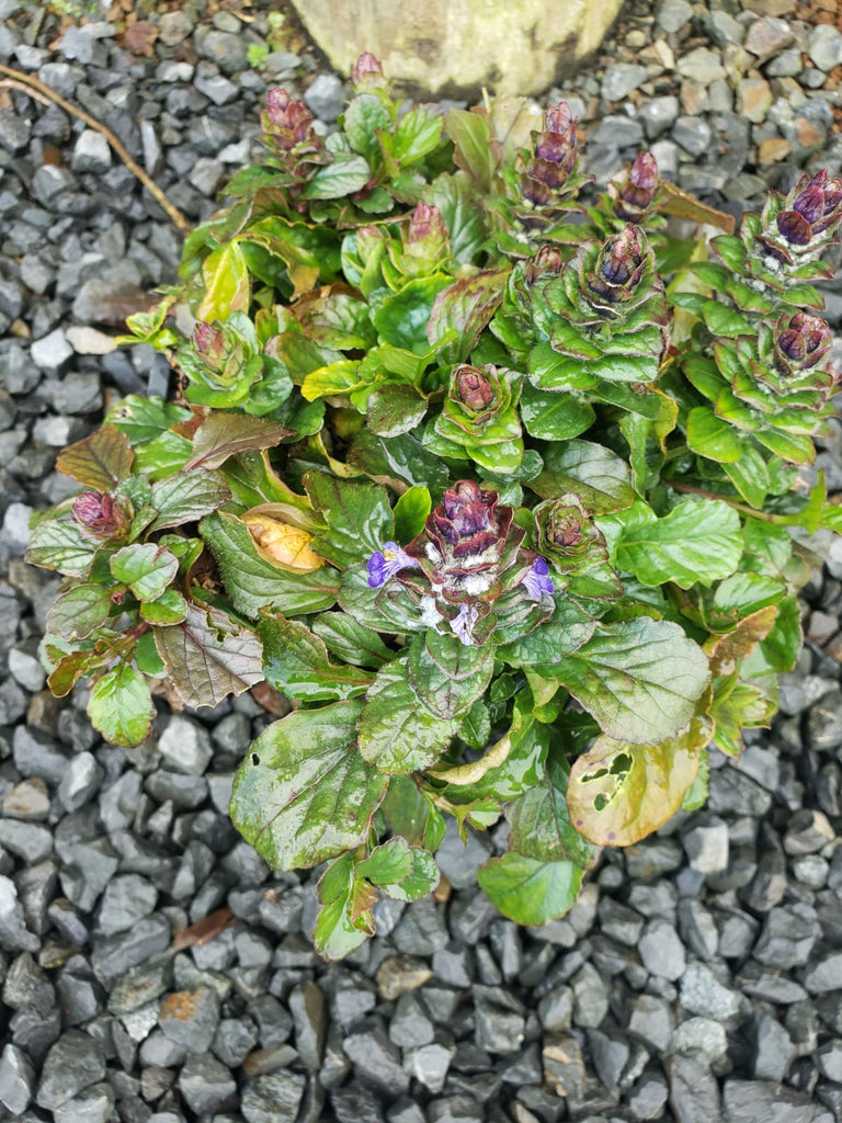 🌿✨Discover the Enchanting Ajuga Jungle Beauty: Nature's Green Gem 🌿✨