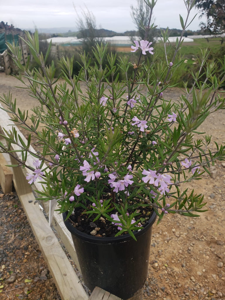 🌿 Discover the Beauty of Westringia Fruitcosa 'Blue Gem' 🌿