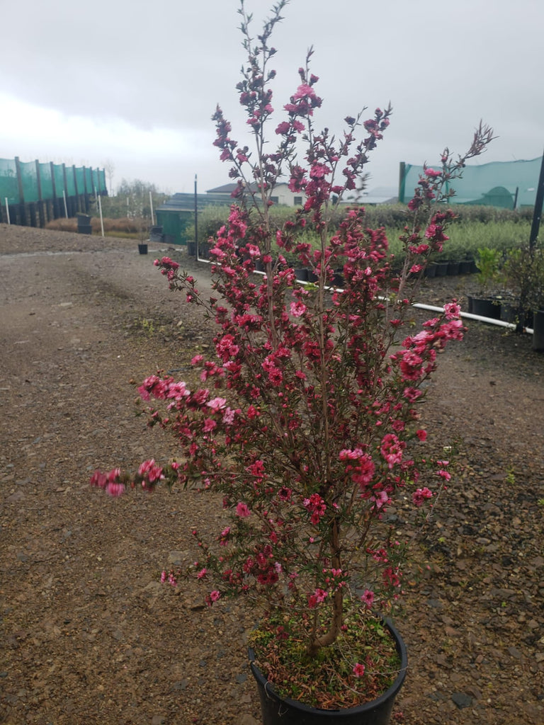 🌿 All About Leptospermum Wiri Joan: A Garden Favorite! 🌸