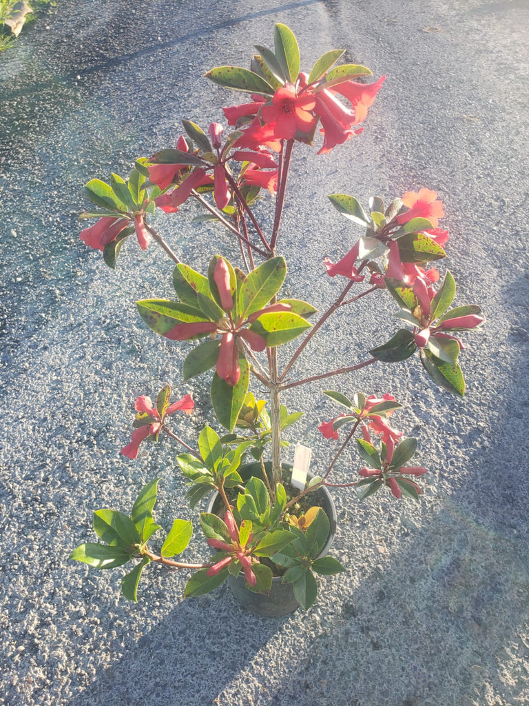 🌸🌿 Exploring the Exotic Beauty of Vireya ‘Red Mountain’: A Jewel Among Rhododendrons 🌿🌸