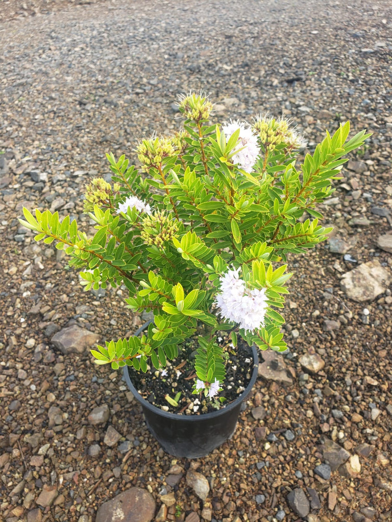 🌟🌸🌿Hebe Diosmifolia: A Gardener's Delight 🌟🌸🌿