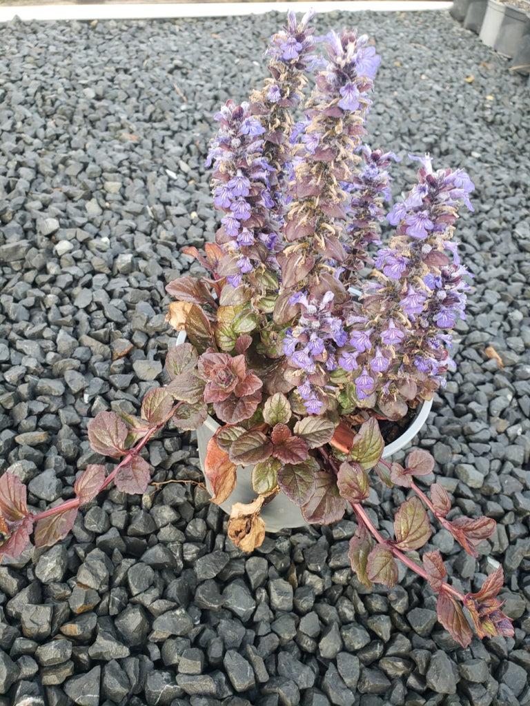 🌿🌸 Ajuga 'Catlin's Giant': The Ultimate Ground Cover for a Gorgeous Garden! 🌸🌿