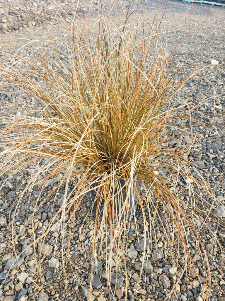 🍁🔥 Transform Your Garden with the Fiery Charm of Carex Testacea! 🌿✨