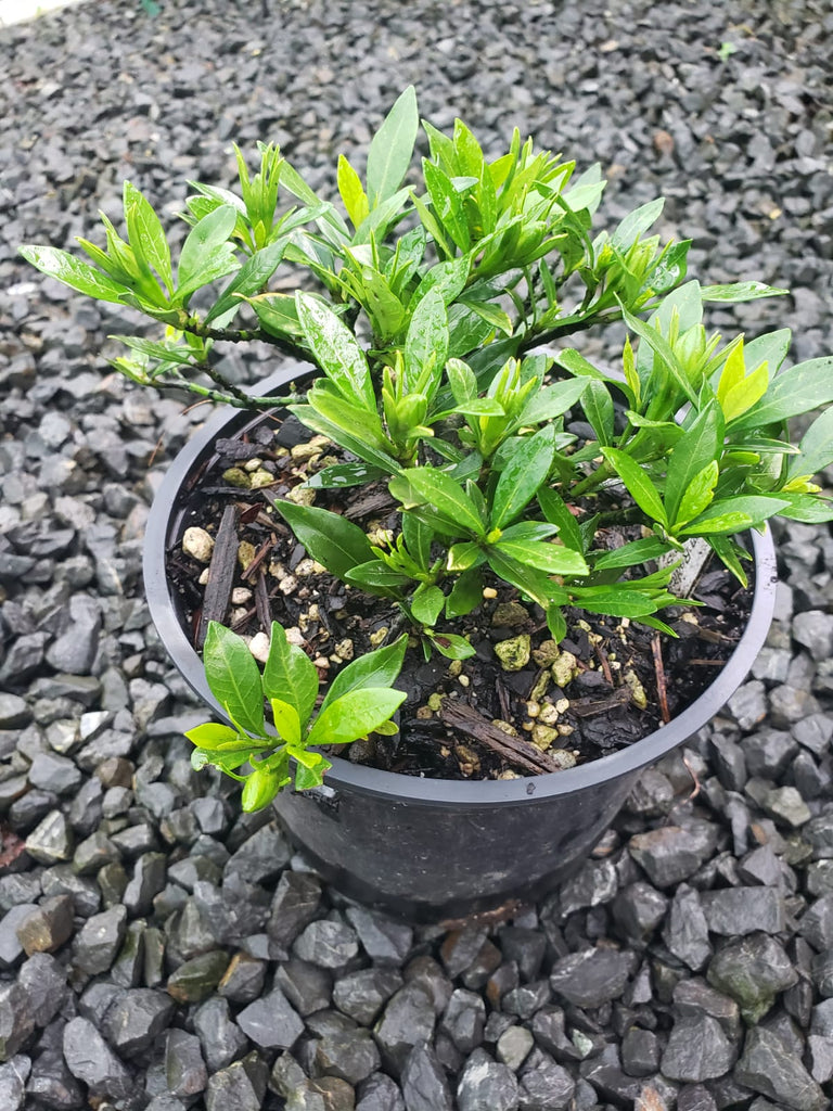 🌟 Gardenia Radicans: Tiny Shrub, Big Charm! 🌿