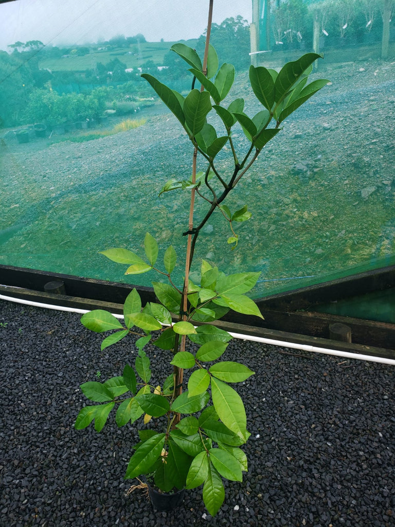 🌟 Tecomanthe Speciosa: A Rare and Stunning Climber 🌿