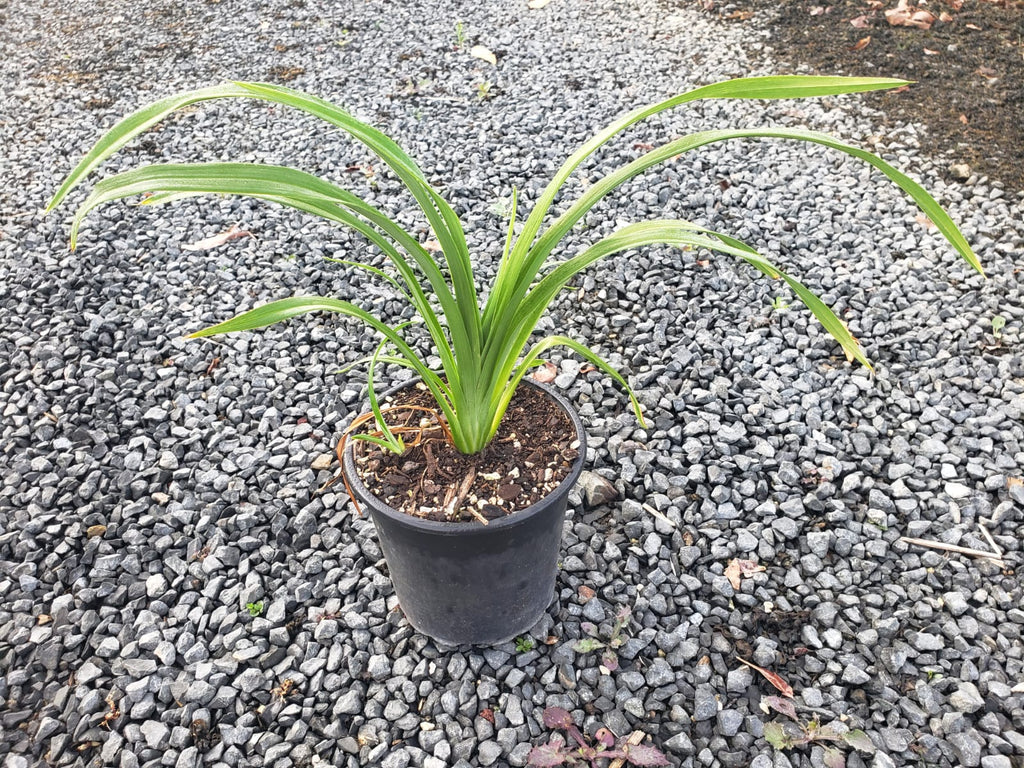 🌟🌿Hemerocallis 'Red Wonder': A Fiery Bloom for Your Garden 🌟🌿