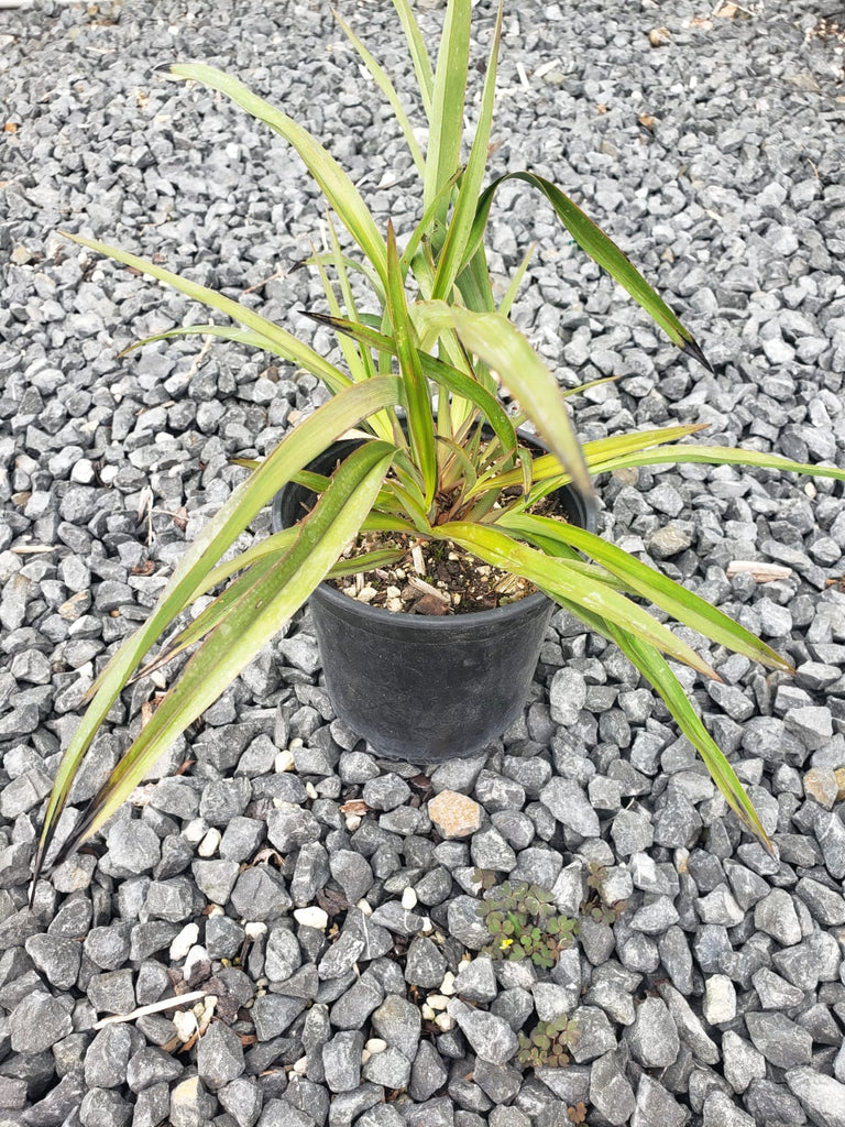 🌟Meet Dianella Nigra: The Starry Beauty of New Zealand 🌟