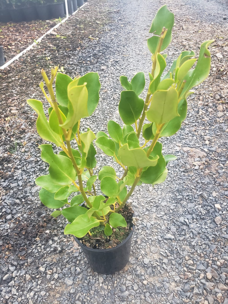 🌿💚 Griselinia Littoralis: The Evergreen Superstar of Gardens! 🌿💚