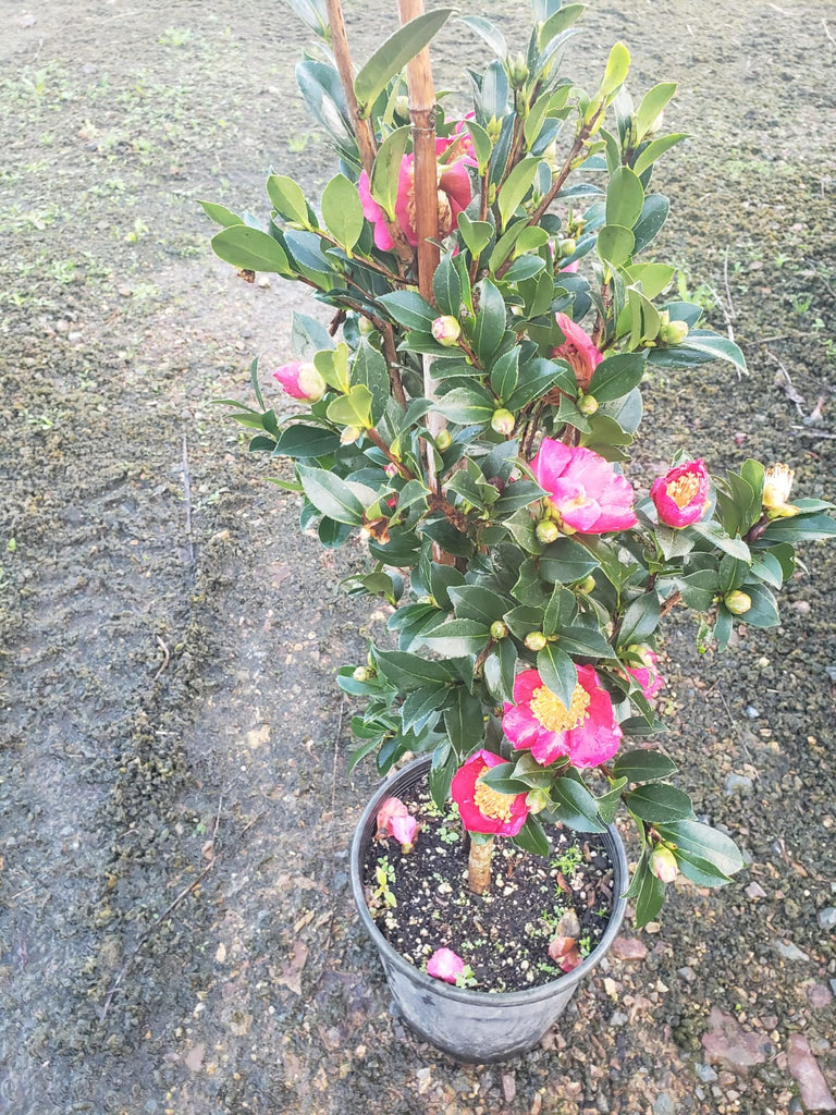🌺❄️ Camellia ‘Yuletide’ – The Holiday Star That Blooms in Winter! 🌺❄️