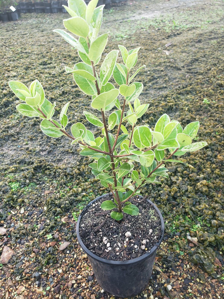 🌿💚 Pittosporum ‘Stephens Island’ – The Bright & Bold Garden Hero 🌿💚