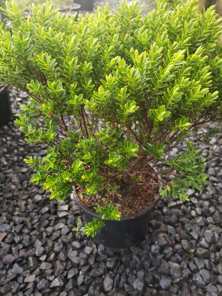 🌿✨ Hebe Wiri Cloud – The Dreamiest Native Shrub You Need in Your Garden 🌿✨