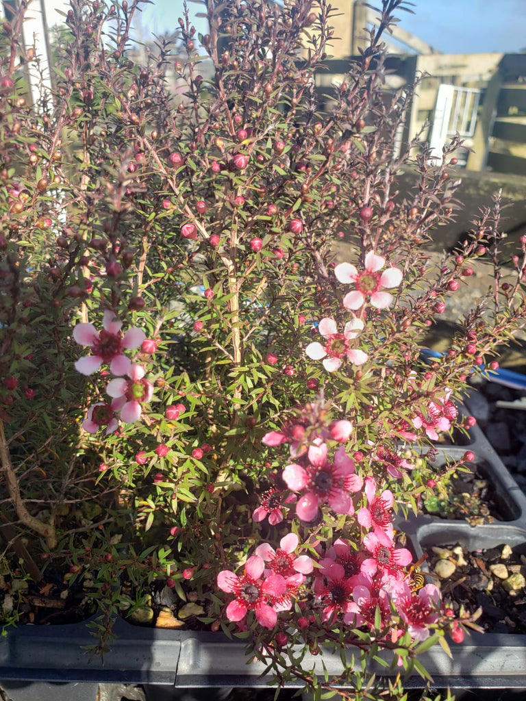 🌺 Leptospermum ‘Elizabeth Jane’ – The Kiwi Garden Darling 🌿