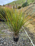 Anemanthele Lessoniana