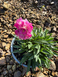 Armeria 'Pacific Giant'