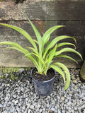 Arthropodium cirratum 'Te Puna'