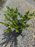 Buxus 'Green Gem'