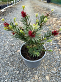Callistemon 'Little John'
