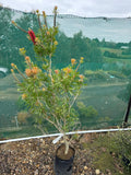 Callistemon 'Red Cluster'