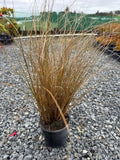 Carex flagellifera Brown