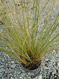 Chionochloa rubra