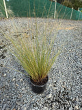 Chionochloa rubra