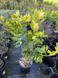 Lime 'Tahitian'
