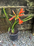 Clivia miniata
