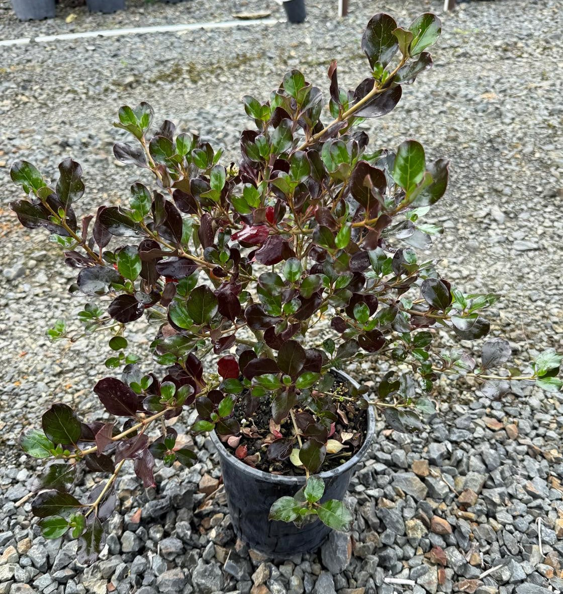 Coprosma 'Karo Red'