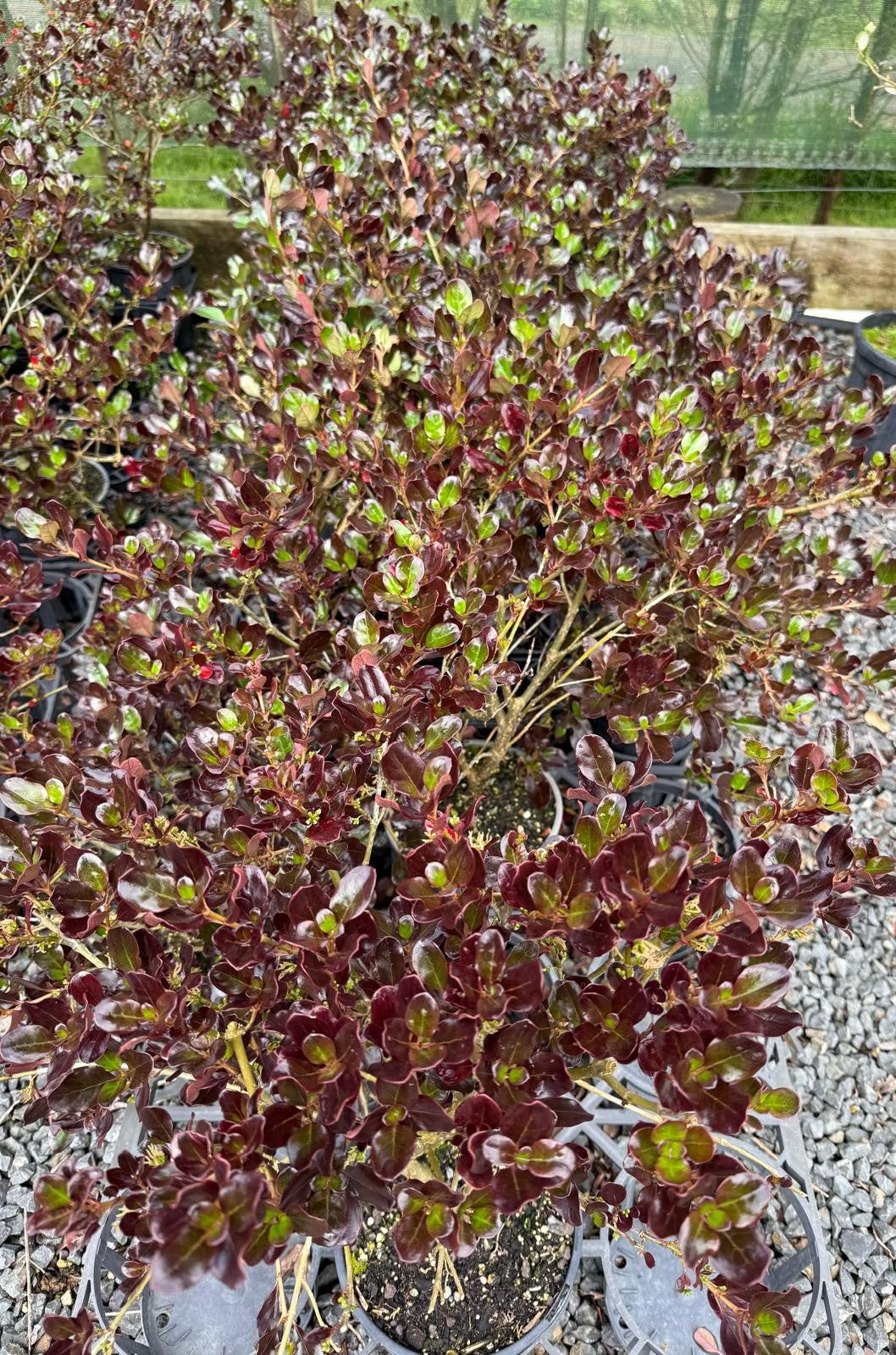 Coprosma 'Karo Red'