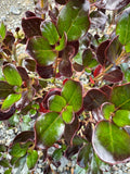 Coprosma 'Karo Red'
