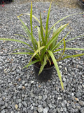 Dianella nigra