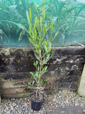 Dodonaea viscosa
