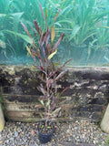 Dodonaea viscosa ‘Purpurea’