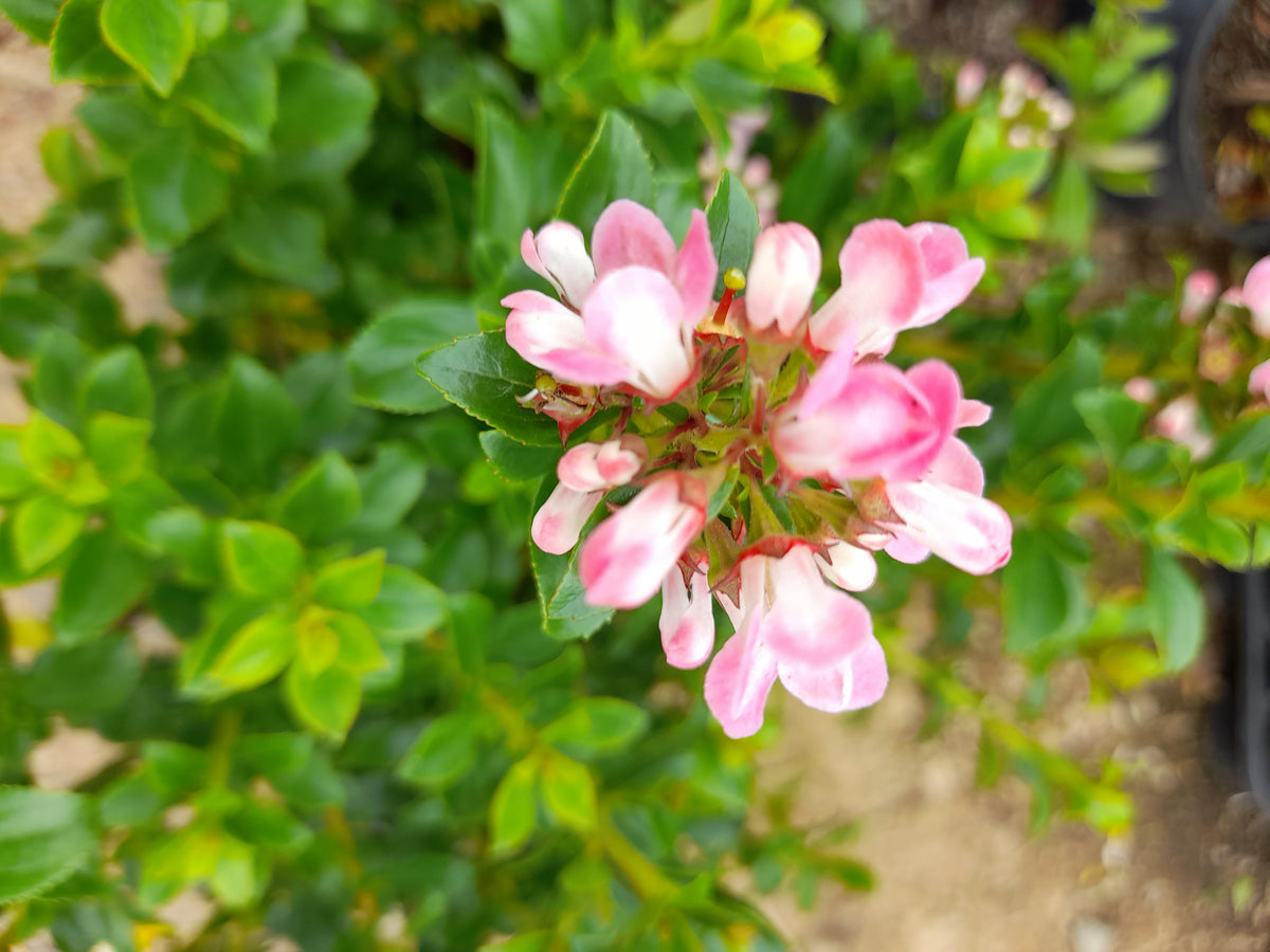 Escallonia 'Apple Blossom'