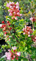 Escallonia 'Apple Blossom'