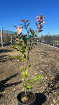 Camellia 'Fairy Blush'
