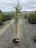 Feijoa ‘Triumph’