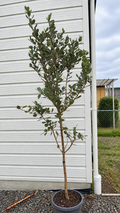 Feijoa sellowiana