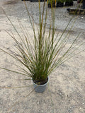 Ficinia nodosa