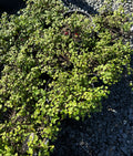 Fuchsia procumbens