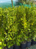 Griselinia littoralis