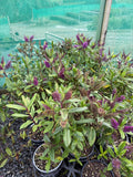 Hebe 'Wiri Prince'