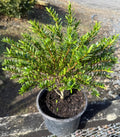 Hebe diosmifolia 'Minor'