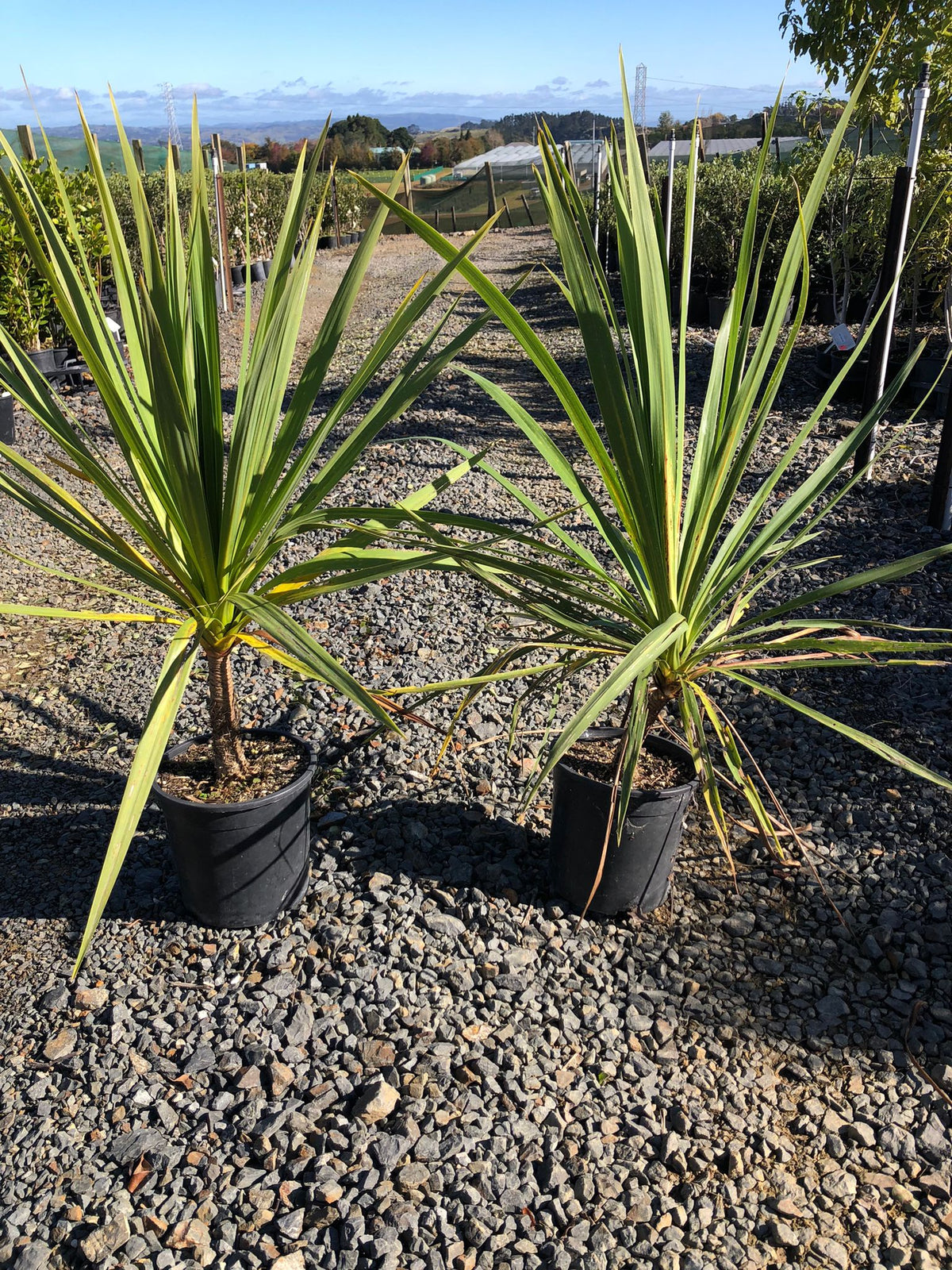 Cordyline Australis