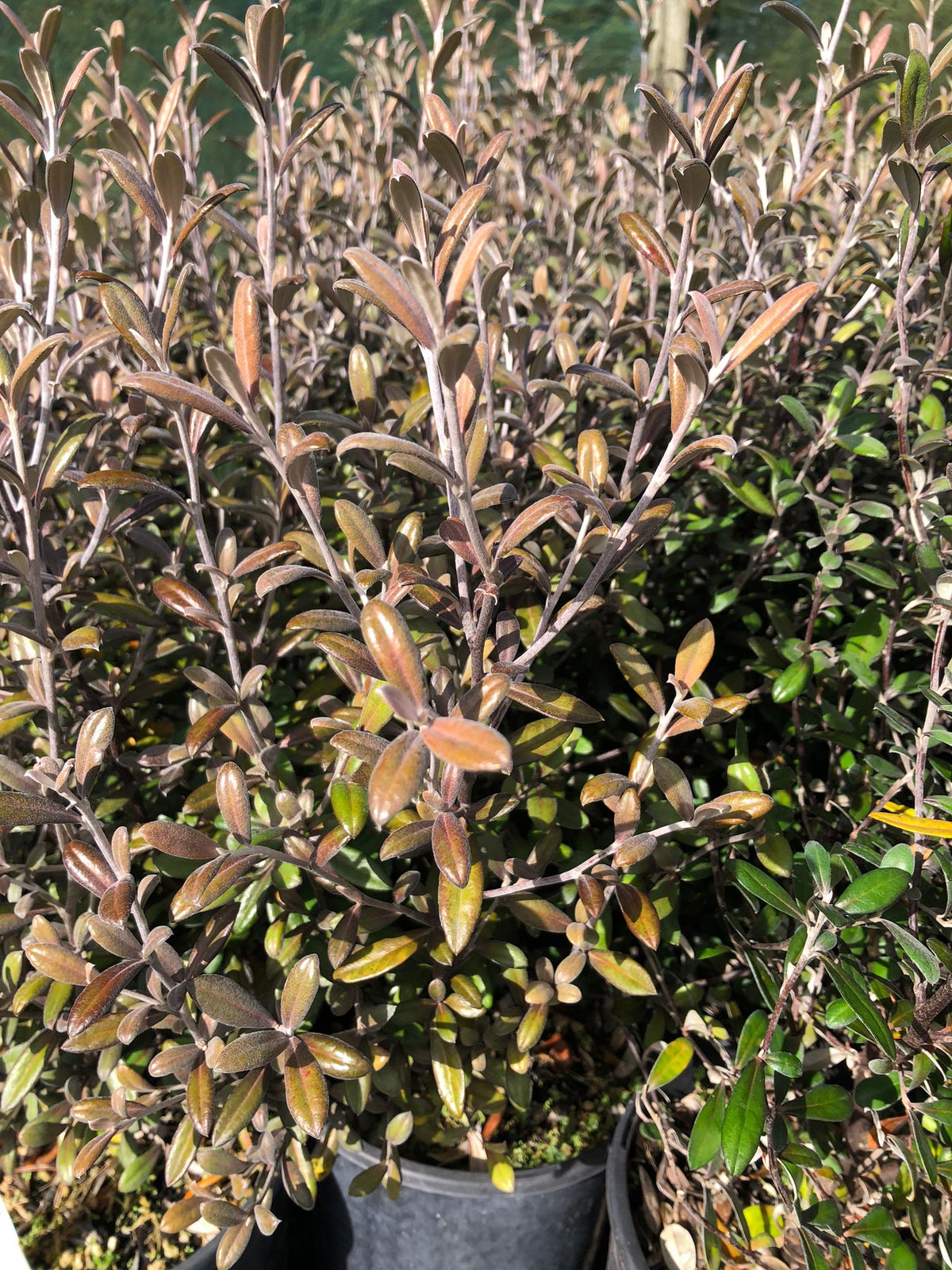 Corokia Frosted Chocolate